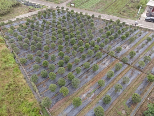 六盤水三江壩苗圃基地